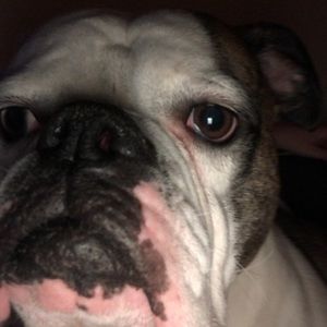 Meet your Posher, Riley